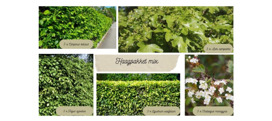Een overzicht met afbeeldingen van alle planten uit het kant-en-klare haagplantenpakket mix.