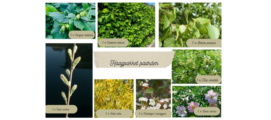 Een overzicht met afbeeldingen van alle planten uit het kant-en-klare haagplantenpakket paarden.