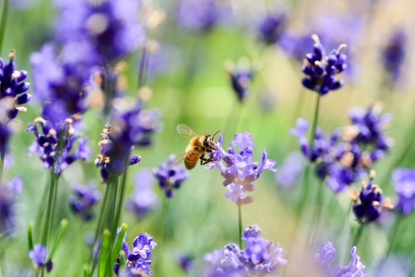 Vaste planten bestellen doet u bij Kwekerij Klein eenvoudig online.