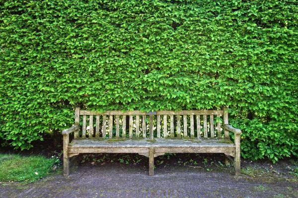 Met een groenblijvende haag heeft u altijd kleur in uw tuin