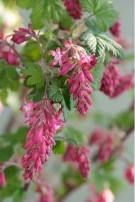 Met een bladverliezende haag heeft u gedurende het jaar verschillende kleuren in uw tuin