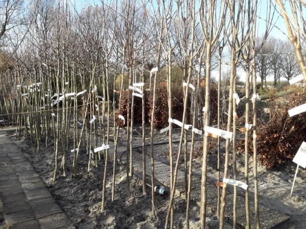 Opgekuilde bomen kopen in de winter