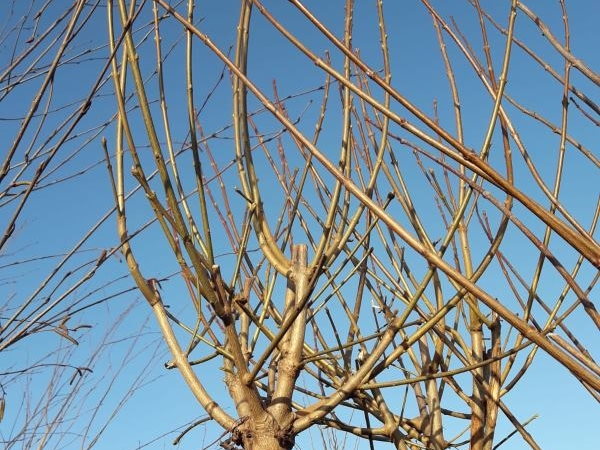 Bomen planten in de winter met nachtvorst