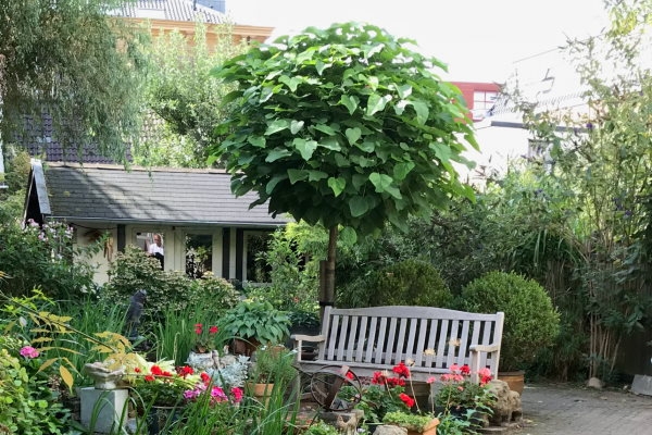 Welke boom gaat u in de tuin plaatsen