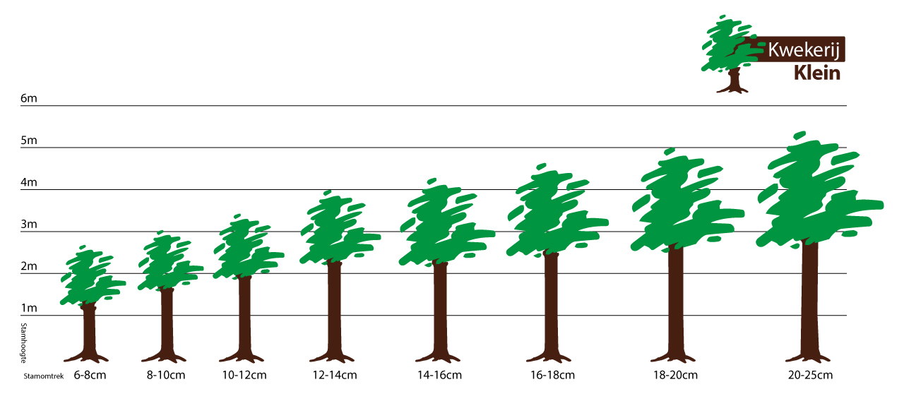 Bomen per stamomtrek kopen in de planten shop