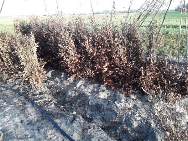 Haagplanten in de winter kopen