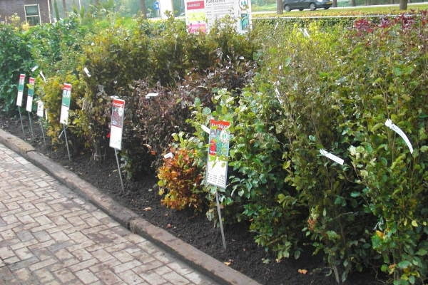 Bij Kwekerij Klein kopen hoveniers en grootgebruikers van tuinplanten beplanting met hoge korting.