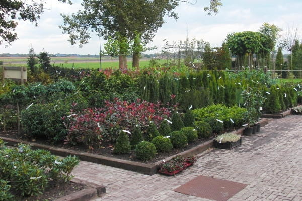 Kwekerij Klein biedt hoveniers en grootgebruikers van tuinplanten een mooie korting.