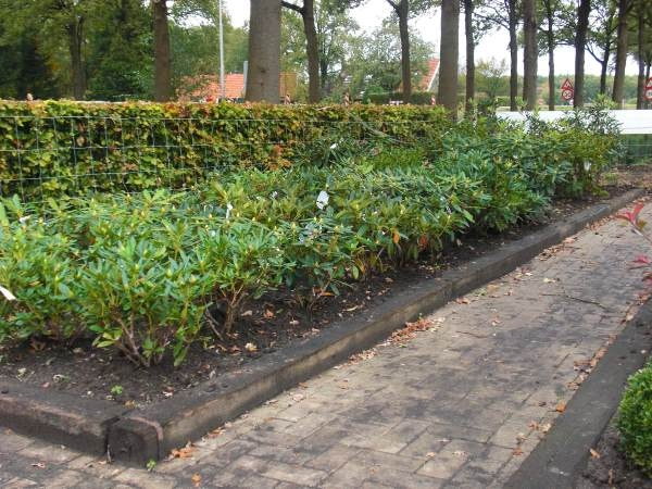 Planten kopen in het najaar