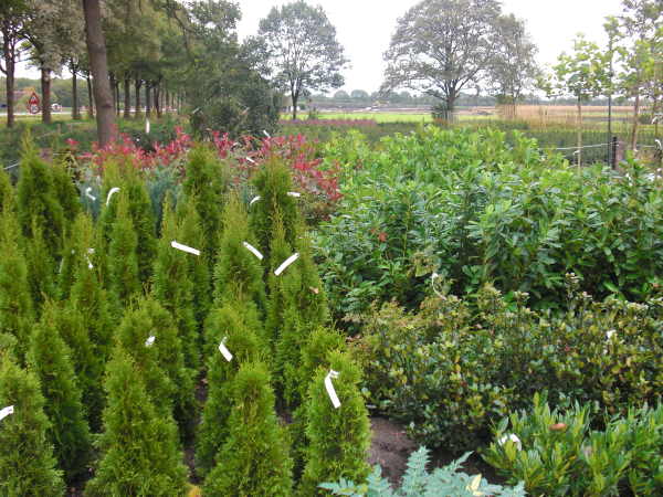 Op zoek naar een tuincentrum in Drenteh? Kwekerij Klein staat voor u klaar.