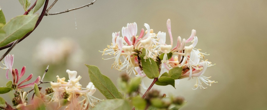 Een close up van de bloem van een kamperfoelie