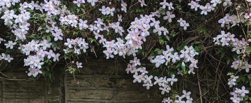 Een muur begroeid met de clematis, een groenblijvende klimplant