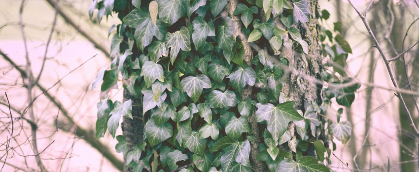 Een boomstam begroeid met hedera met op de achtergrond kale takken