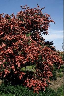 Een mooie haagplant voor in uw tuin