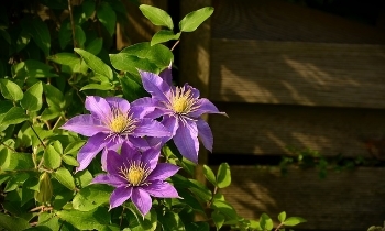 Met de klimplanten uit onze planten webshop krijgt uw tuin een mooie natuurlijke uitstraling