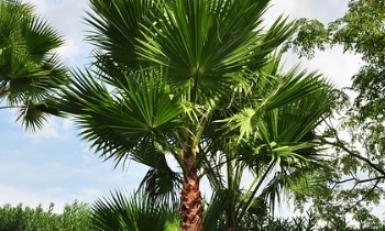 Breng de zomer in de tuin met de palmbomen uit onze planten webshop