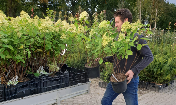 Online tuinplanten kopen bij Kwekerij Klein