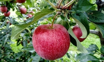 Door fruitbomen te bestellen in onze webshop, profiteert u elk jaar van heerlijk vers fruit