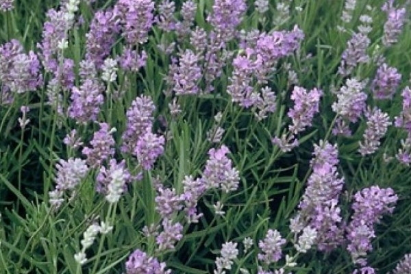 Lavendel kopen doet u bij Kwekerij Klein.