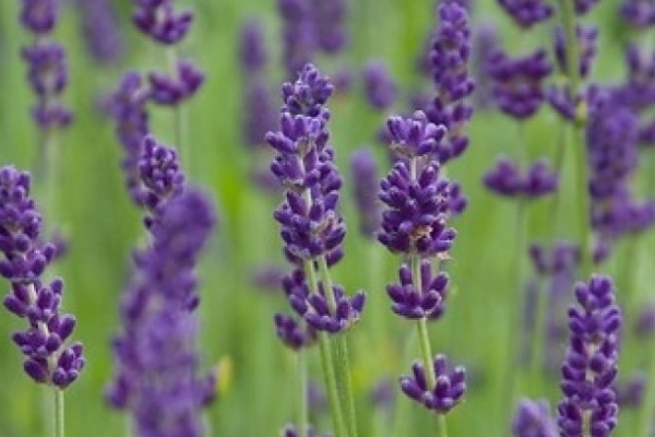 Met lavendel of lavendula maakt u uw tuin helemaal compleet.