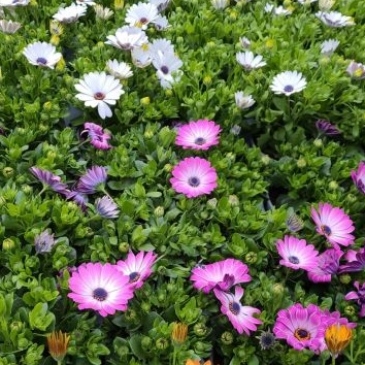 Met perkplanten geeft u in één keer kleur en geur aan uw tuin.